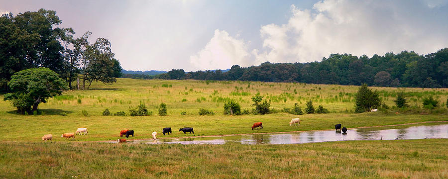 Southern Summer Pasture Photograph by Kathy Barney