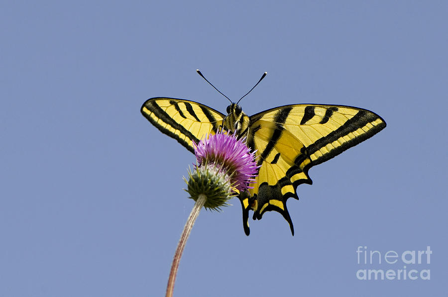 Butterfly Photograph - Southern Swallowtail Butterfly by Steen Drozd Lund