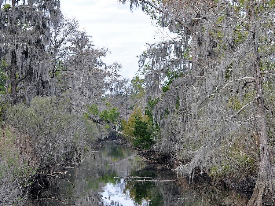 Southern Swamp Photograph by Al Powell Photography USA