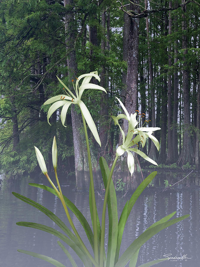 Southern Swamp Lily Digital Art by M Spadecaller