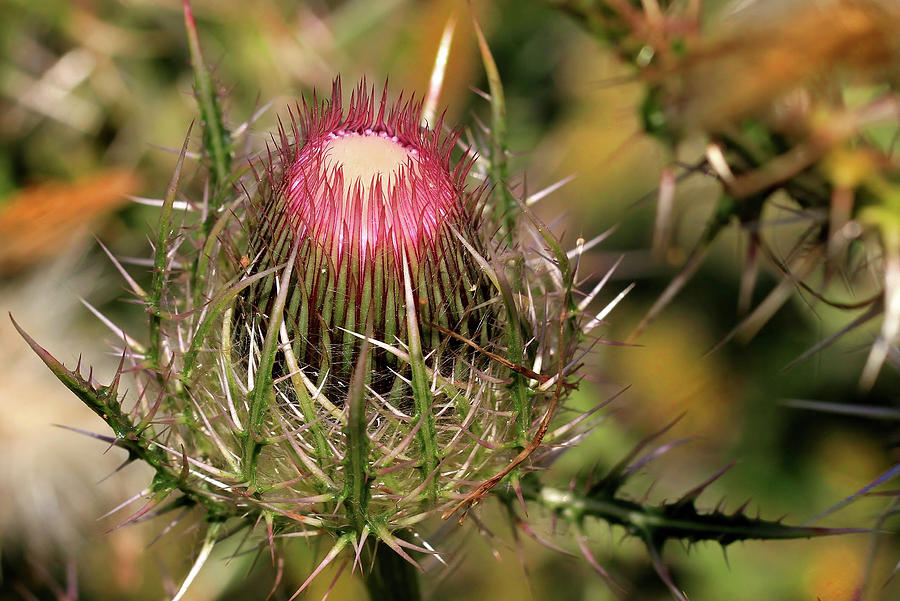 Southern Thistle Photograph by Gary Yost