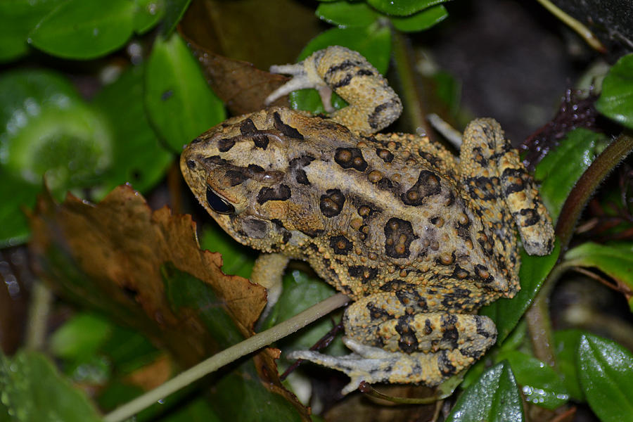 Southern Toad in Florida Photograph by Roy Erickson - Fine Art America