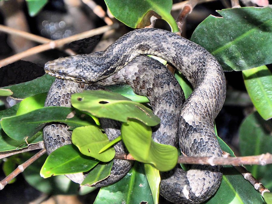 Southern Water Snake Photograph by Rosalie Scanlon