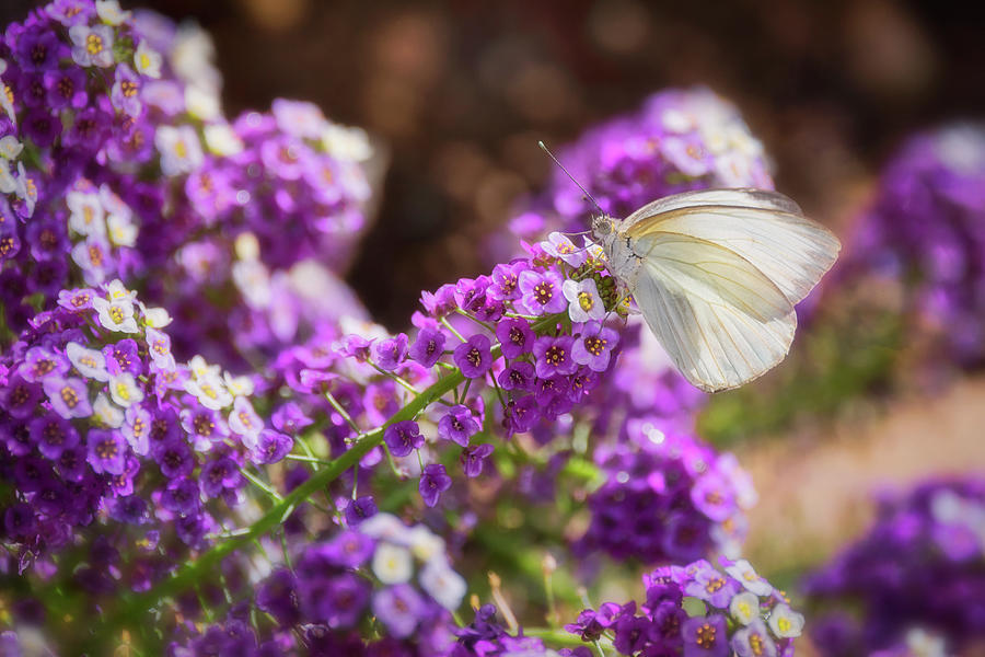 Southern White Butterfly on Purple Flowers  Photograph by Saija Lehtonen