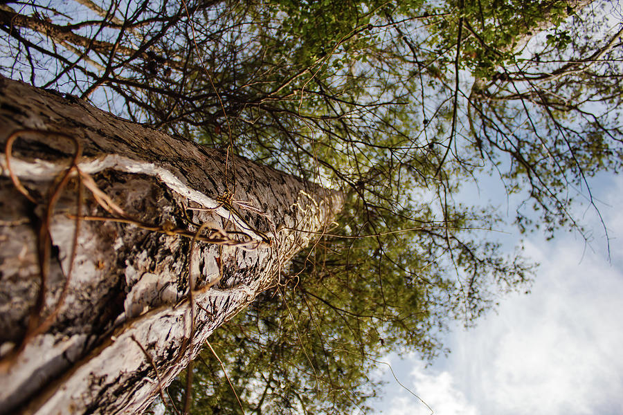 Southern White Pine Photograph by Bryan Pollard - Fine Art America