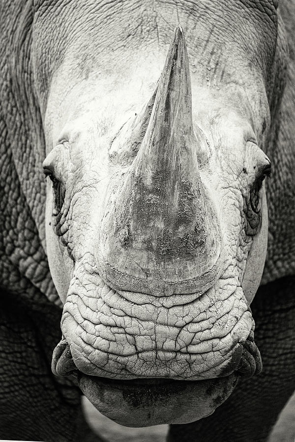 Black And White Photograph - Southern White Rhinoceros Closeup Black and White by Good Focused