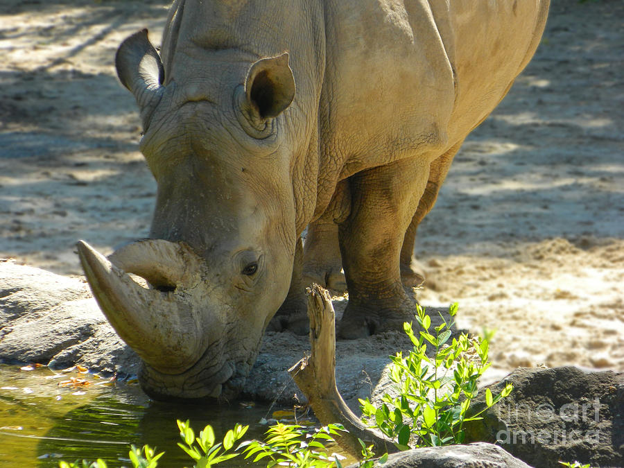 Wildlife Photograph - Southern White Rhinoceros Drinking by Emmy Vickers