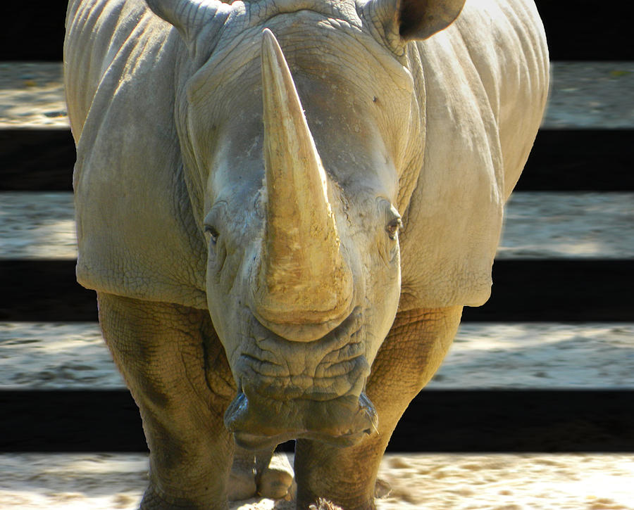 Rhinoceros Photograph - Southern White Rhinoceros Front View 02 by Emmy Marie Vickers