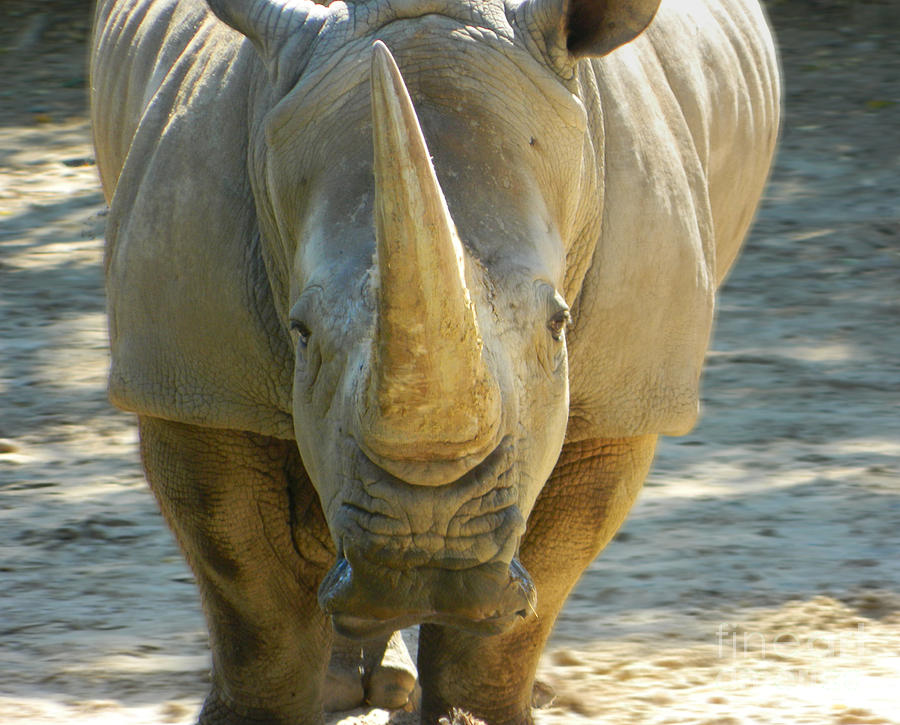 Southern White Rhinoceros Front View Photograph