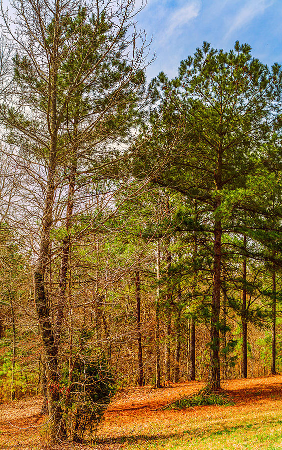 Southern Woodlands - Vertical Landscape Photograph by Barry Jones