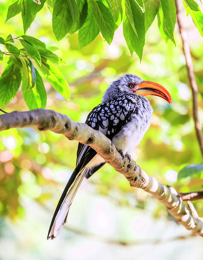 Southern Yellow billed Hornbill Photograph by Alexey Stiop