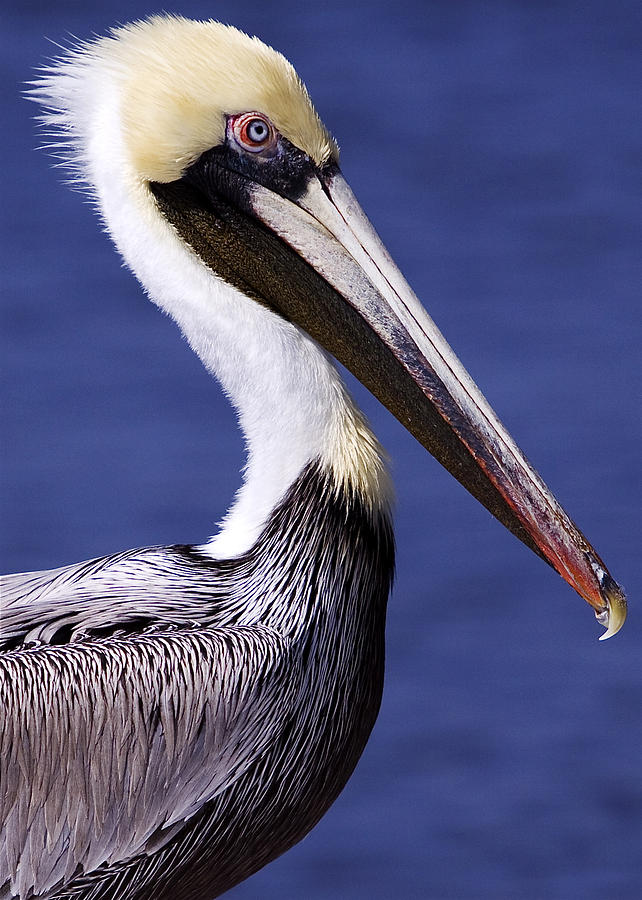 Southport Pelican 2 Photograph by Nick Noble