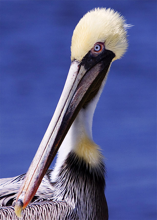 Southport Pelican Photograph by Nick Noble