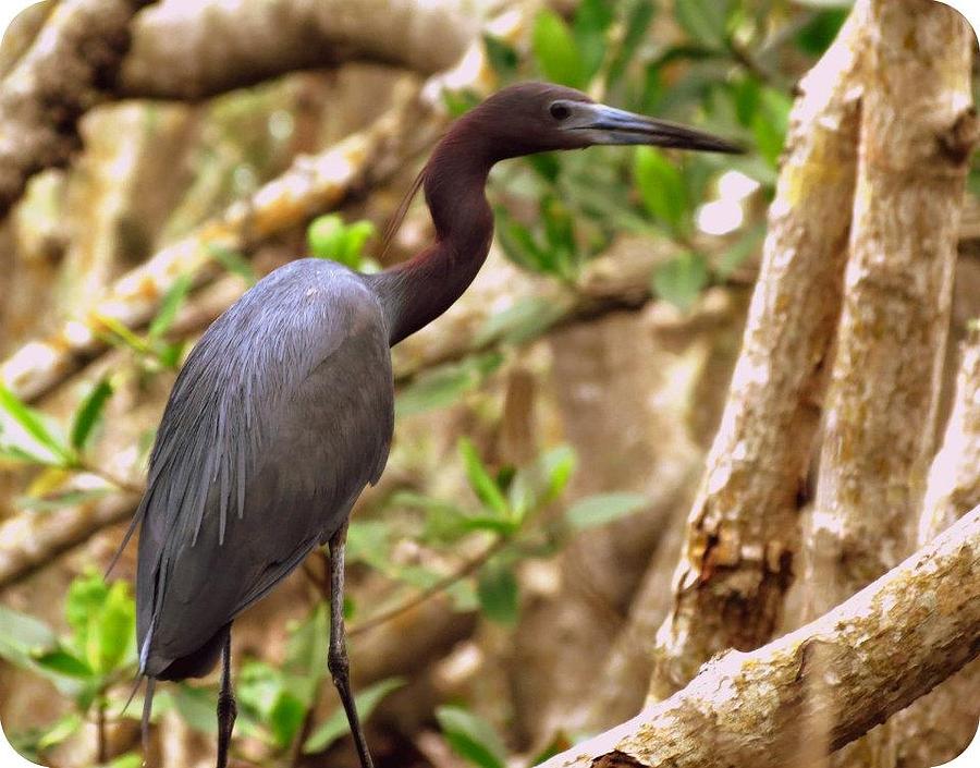 Southwest Florida Photograph by Samantha Menna - Fine Art America