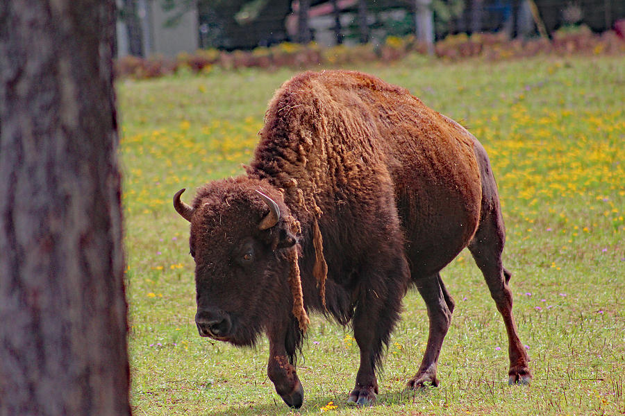 Southwest Georgia Buffalo Photograph by DB Hayes