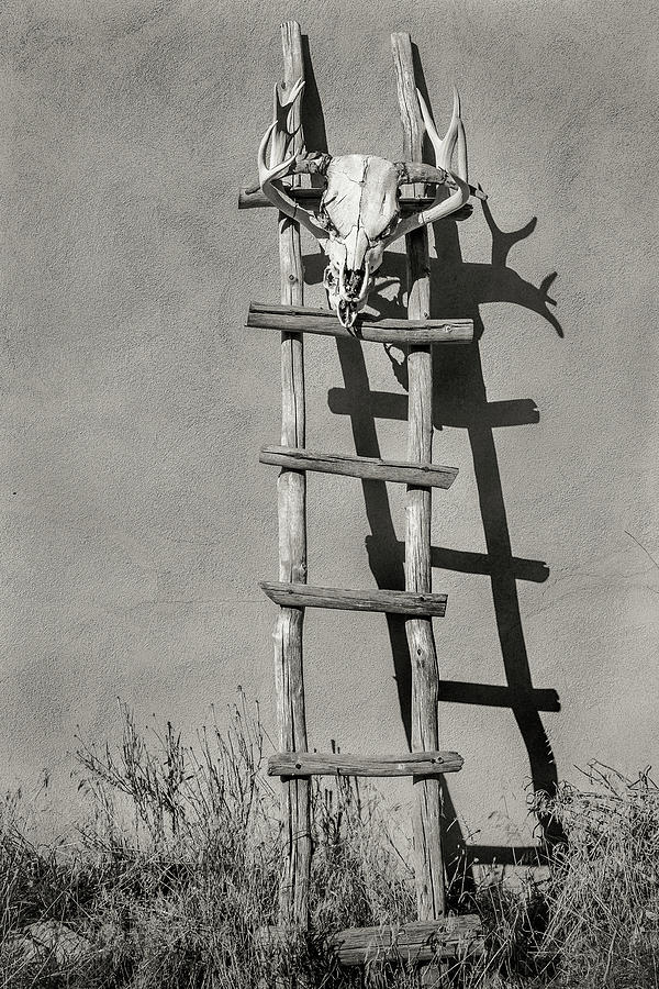 Southwest Kiva Ladder and Skull Photograph by Steven Bateson