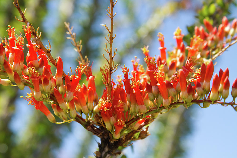 Southwest Ocotillo Bloom Photograph by James BO Insogna