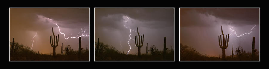 Nature Photograph - Southwest Saguaro Cactus Desert Storm Panorama by James BO Insogna