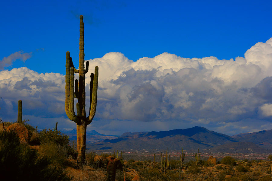 Southwest Saguaro Desert landscape Photograph by James BO Insogna