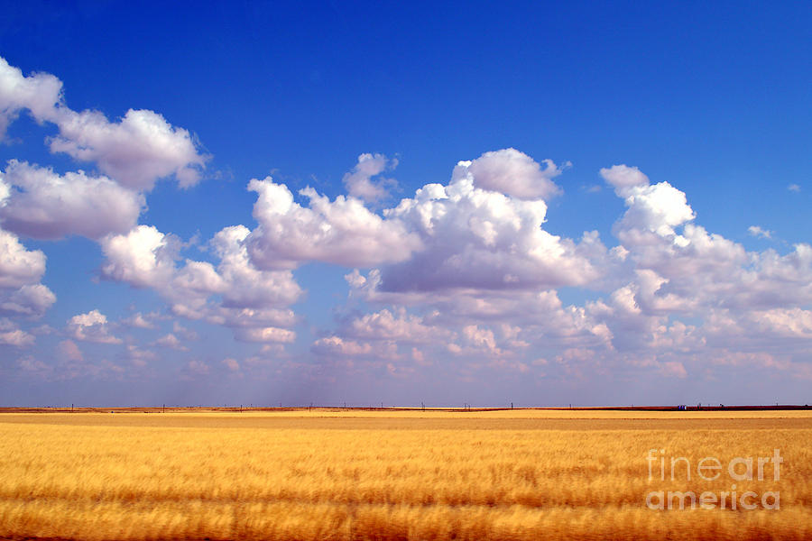 Southwestern Kansas Wheat Field Photograph by Catherine Sherman