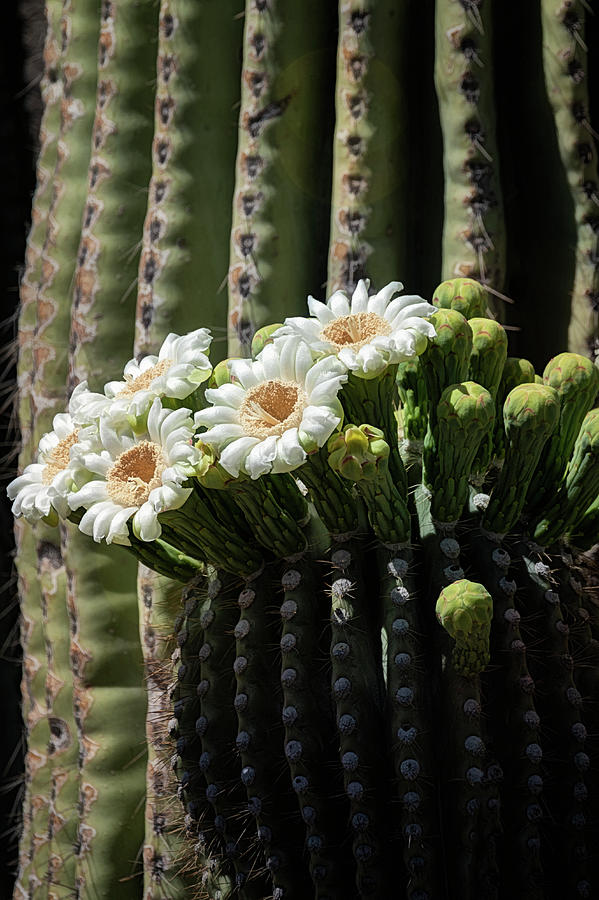 Southwestern Saguaro  Photograph by Saija Lehtonen