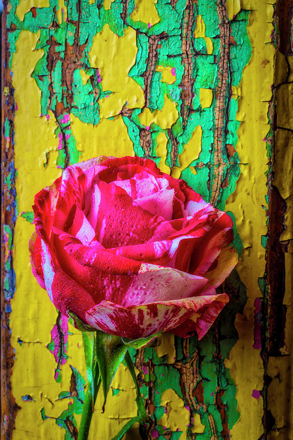 Soutime Rose Against Cracked Wall Photograph by Garry Gay