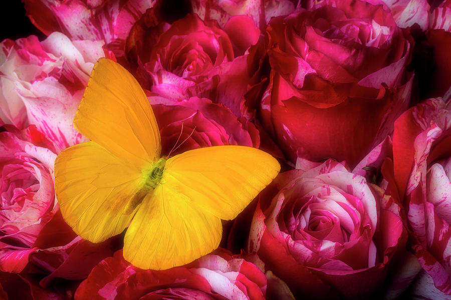 Soutime Roses And Yellow Butterfly Photograph by Garry Gay