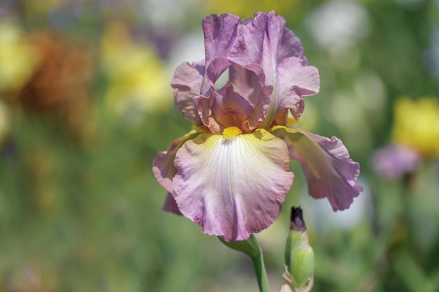 Souzvuk 1. The Beauty of Irises Photograph by Jenny Rainbow