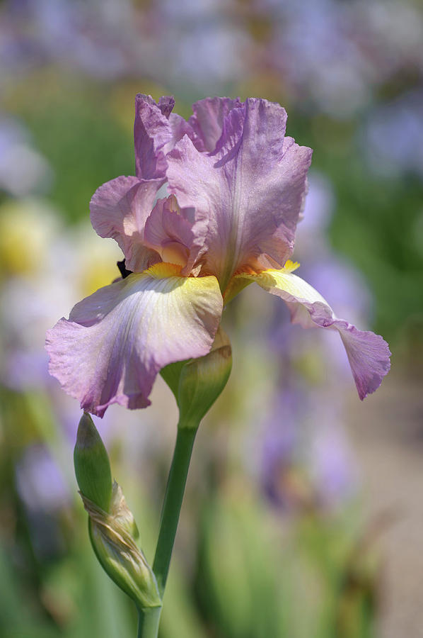 Souzvuk. The Beauty of Irises Photograph by Jenny Rainbow