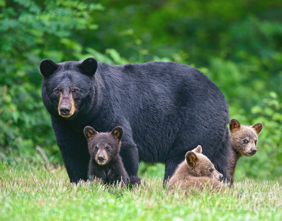 Sow Black Bear and Three Cubs Photograph by Timothy Flanigan