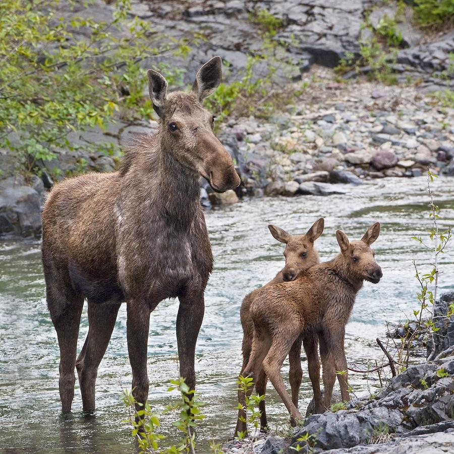 Sow Moose And Calves At Waterton Photograph by Richard Wear