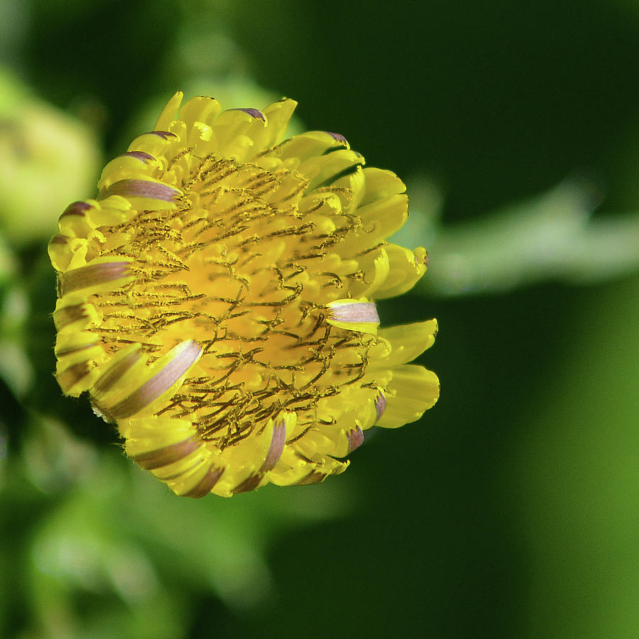 Sow Thistle Photograph by Tana Reiff