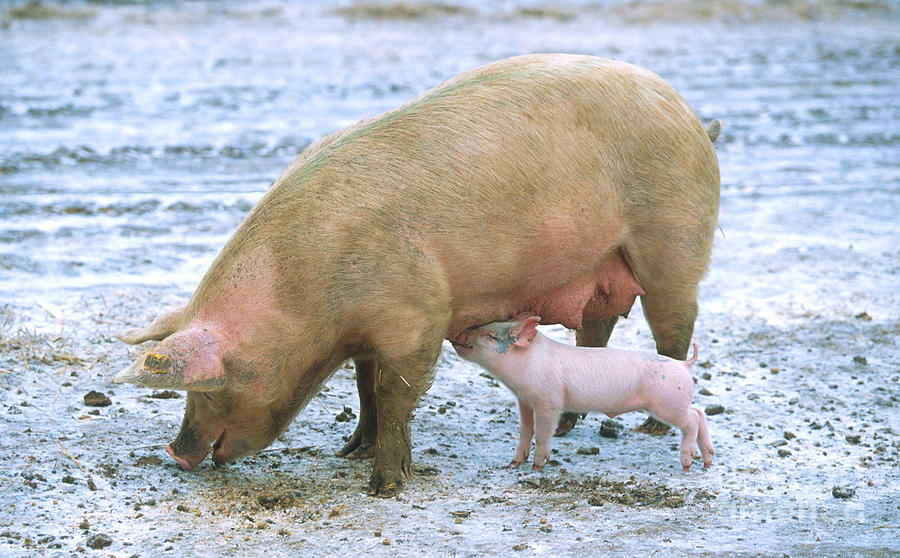 Sow With Piglet Photograph by Science Source