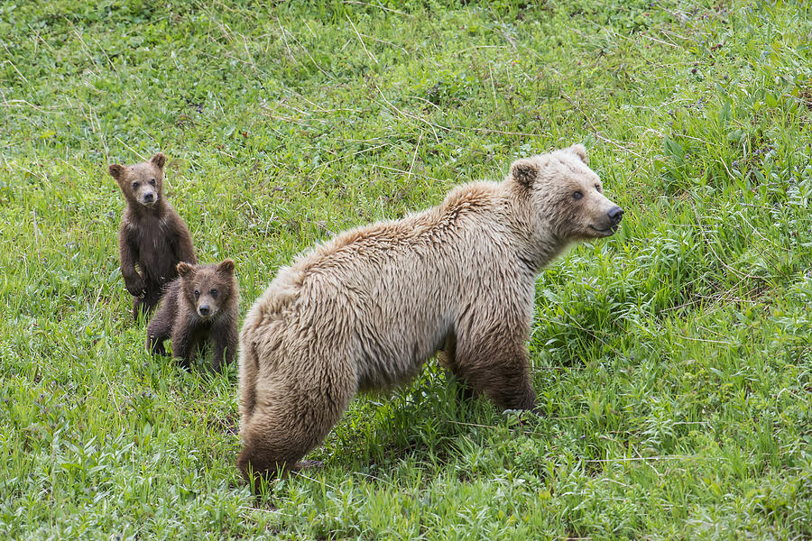 Sow With Spring Cubs In Denali National Photograph by Cathy Hart