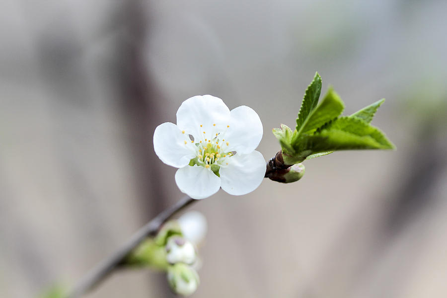 Sour Cherry Flower Photograph by Nick Mares