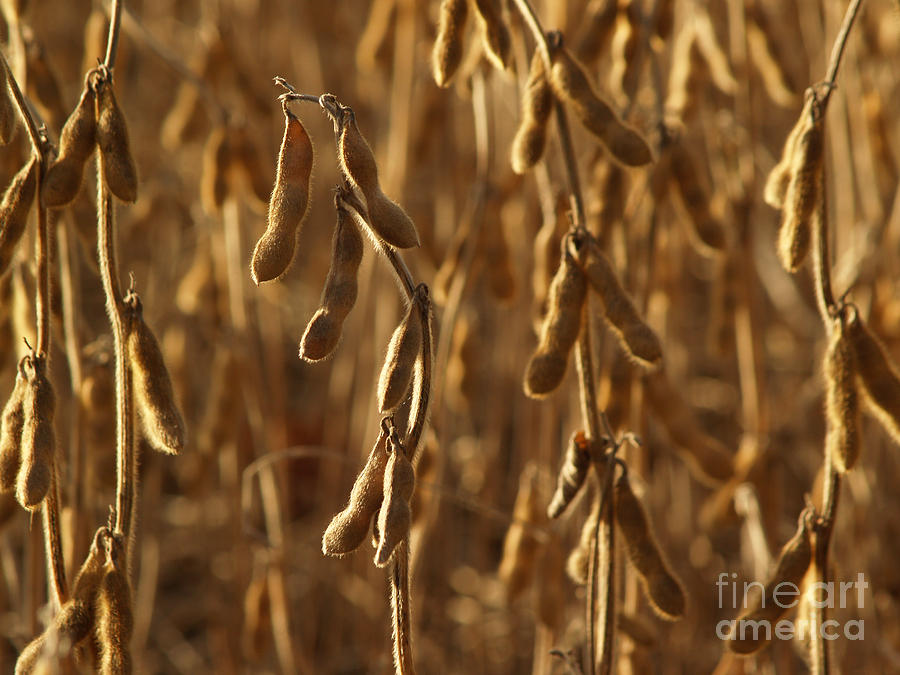 Soybean Crop in Kutztown PA Photograph by Anna Lisa Yoder