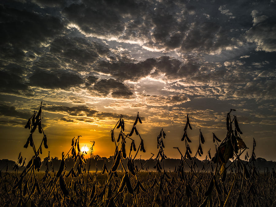 Soybean Sunrise Photograph by Danny Mongosa