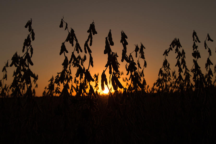 Soybean Sunset Photograph by Andrea Kappler
