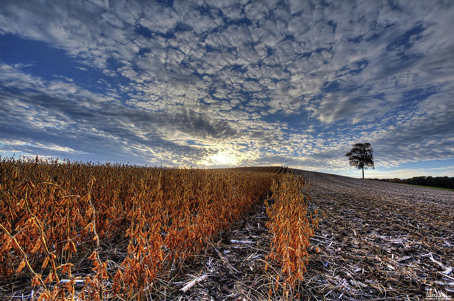 Soybean Sunset Photograph by Peter Herman