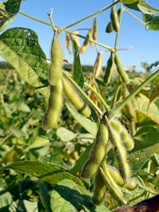 Soybeans in Autumn Photograph by Robert Meyers-Lussier