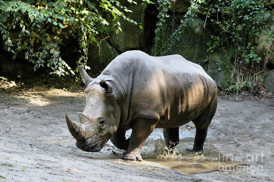 Rhino Spa Day Photograph by Sandra Huston - Pixels