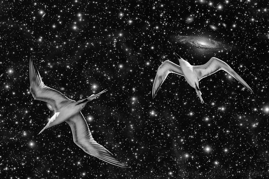 Space Birds Photograph by Kevin Cable