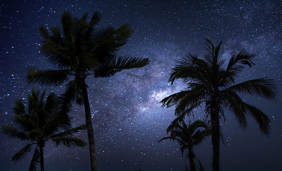 Space Palms Photograph by Mark Andrew Thomas - Fine Art America