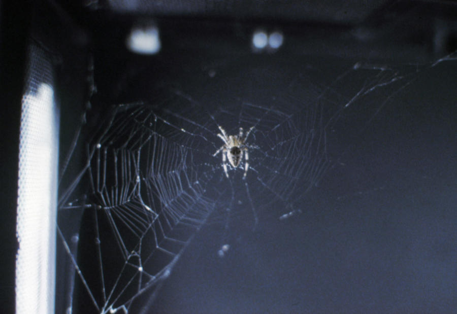 Space: Spider, 1973 Photograph by Granger