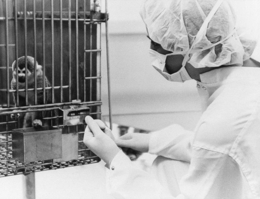 Space: Squirrel Monkey, 1985 Photograph by Granger Space: Squirrel Monkey, 1985 Photograph by Granger