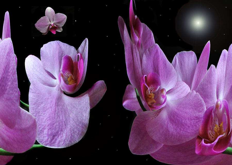 Space Station Orchid. Photograph by Terence Davis