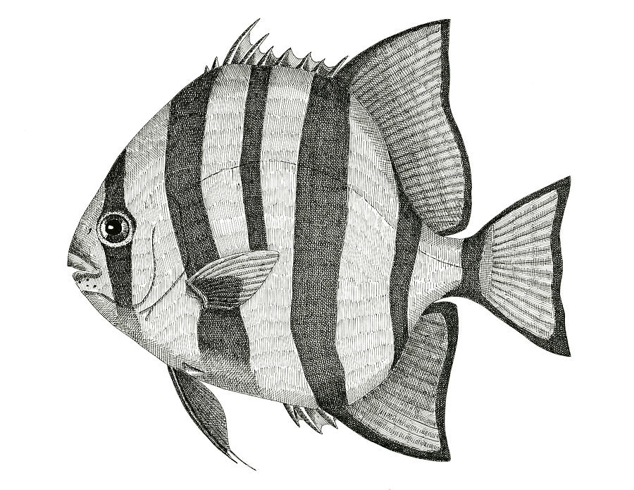Fish Drawing - Spadefish by Jeno Futo