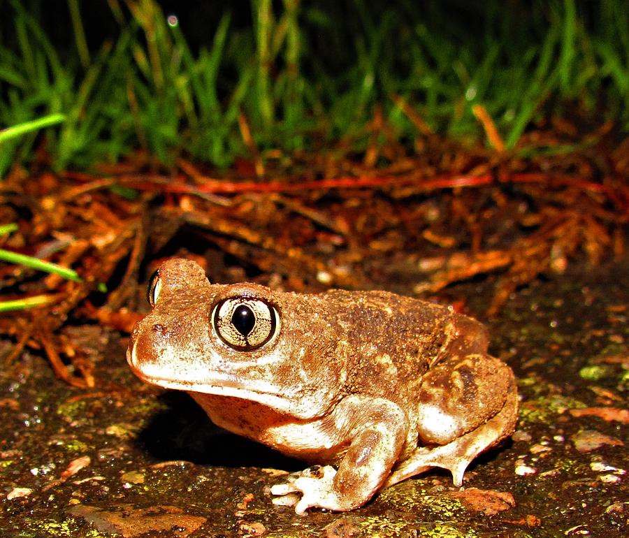 Spadefoot Toad Photograph by Joshua Bales
