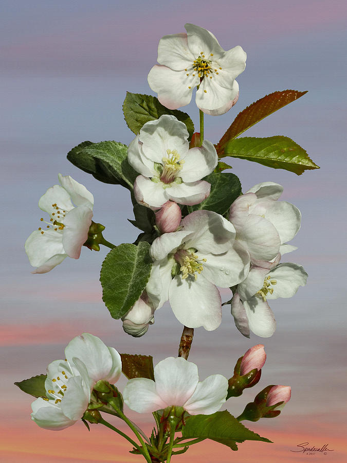 Spades Apple Blossoms Digital Art by M Spadecaller