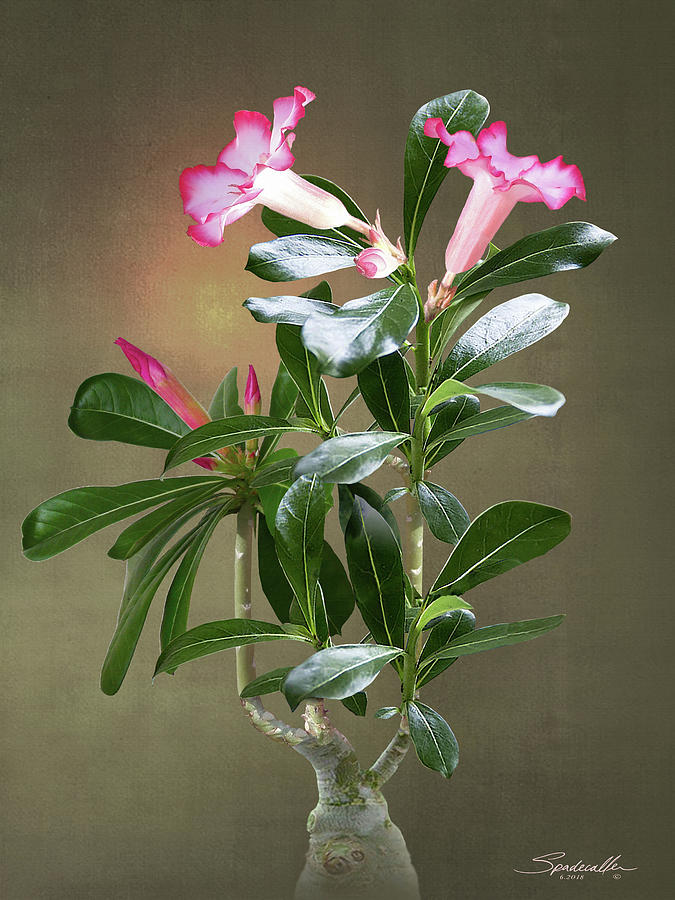 Flower Digital Art - Spades Desert Rose by M Spadecaller
